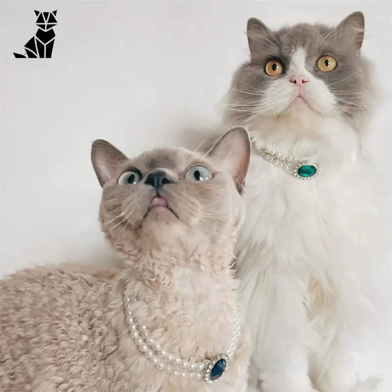 Deux chats portant un collier de luxe pour les occasions spéciales, assis l’un à côté de l’autre